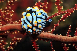 Nudibranch sits on a coral branch. by Sergey Lisitsyn 